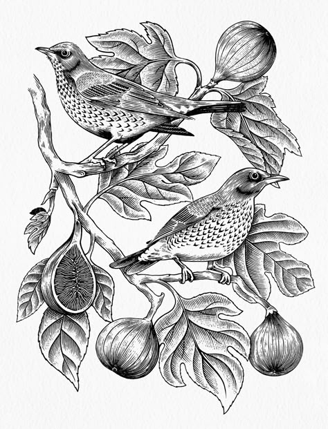 Fig tree and Fieldfare illustration on Behance Fig Drawing, Lino Art, Ornamental Tattoo, Engraving Illustration, Pen Drawings, Lino Cut, Line Work, Tree Tattoo, Fig Tree