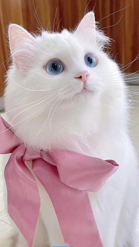 Fluffy White Cat, Cat With Bow, Cute Cat Pics, Cat Collage, Cat With Blue Eyes, Cat Hacks, White Kittens, White Cats, Cat Aesthetic