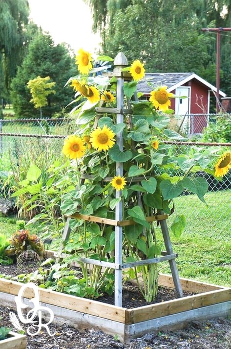 Diy Garden Trellis Ideas, Grape Trellis Ideas, Easy Garden Ideas Landscaping, Garden Trellis Ideas, Front Yard Garden Ideas, Grape Trellis, Gardens Backyard, Cucumber Trellis, Plant Structure