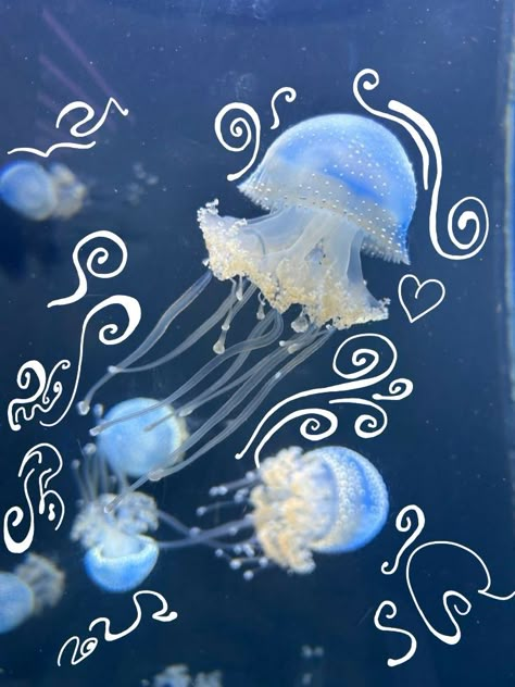 Jelly Fish, Marine Biology, Marine Animals, Sea Animals, Marine Life, Sharks, Sea Creatures, Jellyfish, Sea Life