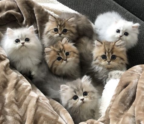 Chinchilla Persian Kitten, Persian Chinchilla Cat, Fluffy Munchkin Cat, Siberian Cat Kitten, Cutest Cat Breeds, Chinchilla Cat, Chinchilla Persian, Cute Fluffy Kittens, Lode A Dio