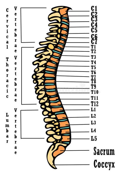 Human spine anatomy scheme. Very high hand drawing illustration. On this picture #Sponsored , #Affiliate, #PAID, #anatomy, #Human, #illustration, #scheme Anatomy Spine, Spine Drawing, Spinal Cord Anatomy, Anatomy Pictures, Spine Anatomy, Vertebral Column, Skeleton Body, Human Spine, Bone Books