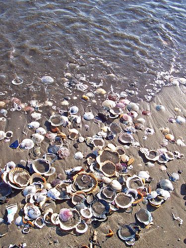 Sandfilled Sea Shells Collect Seashells, Sea Shell Collection, Living By The Sea, Collecting Seashells, Collecting Shells, Ocean Beauty, I Need Vitamin Sea, Beach Shells, Hokkaido Japan