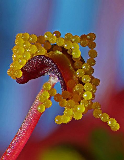 Hibiscus pollen | 2019 Photomicrography Competition | Nikon’s Small World Microscopic Images, Green Earth, Science Art, Patterns In Nature, Small World, Plant Life, Macro Photography, Botany, Flower Power