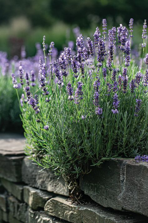 Lavender (Lavandula spp.) growing near a stone wall. Lavender Plant Garden, Cottage Herb Garden, Lavender Truffles, Multi Color Wedding, Lavender Photography, Dr Faustus, Aloe Barbadensis Miller, Bee Friendly Flowers, Wild Lavender