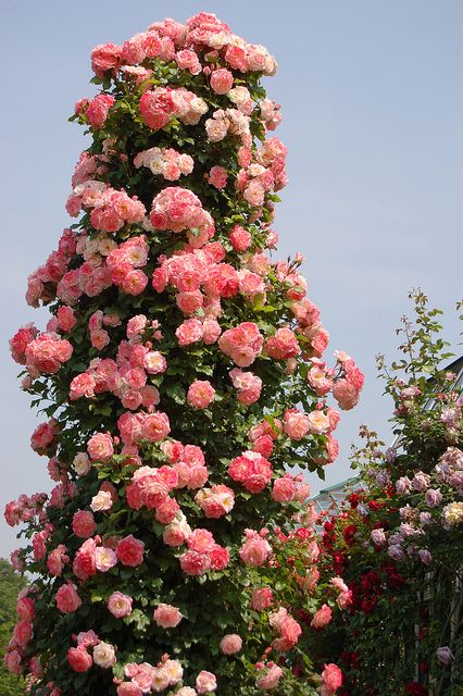 .If these roses were white it would be a bit like my spiraling rose tree Rose Garden Design, Rose Gold Wallpaper, Blossom Garden, Most Beautiful Gardens, Rose Trees, Flower Studio, Wallpaper Nature Flowers, Flower Therapy, Beautiful Flowers Garden