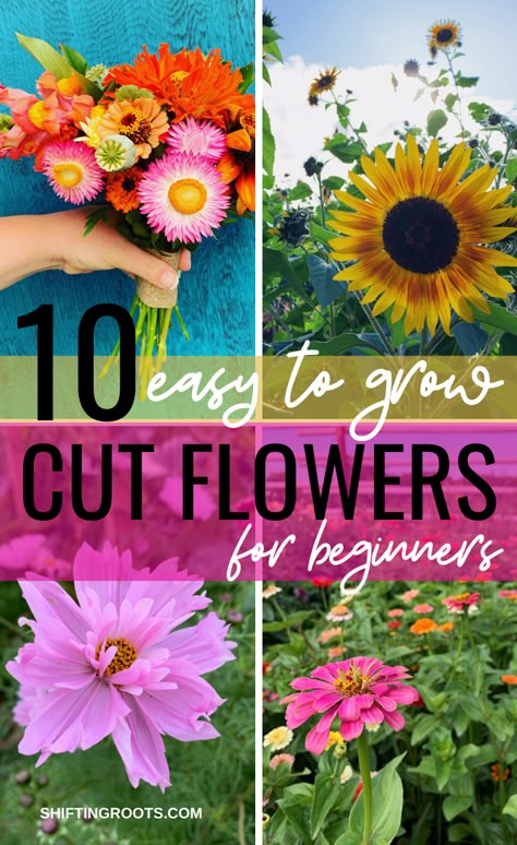 10 Easiest Annual Cut Flowers to Grow From Seed and 2 to Avoid Seed Flower Garden, Easy Garden Plants To Grow, Pick Your Own Flower Garden, Planting Wild Flowers Garden Ideas, Wild Flower Beds In Front Of House, Easiest Things To Grow In A Garden, Starting Cut Flower Garden, Flowers To Grow In A Greenhouse, Best Flowers To Plant In Spring