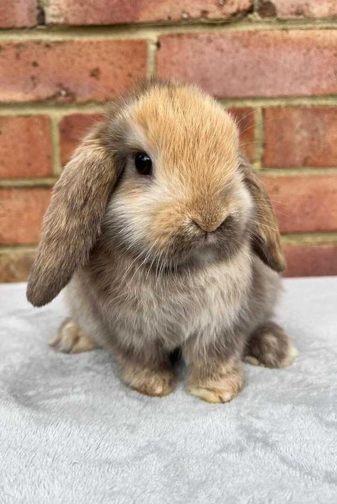 Mini Lop Rabbit Colors, French Lops Rabbits, Mini Holland Lop Bunnies, French Lop Bunny, French Lop Rabbit, Mini Lop Bunny, Bunny Breeds, I Just Want To Cuddle, French Lop