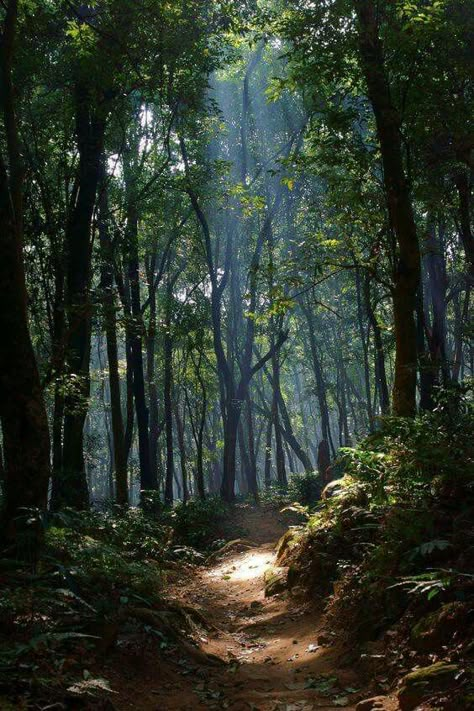 Forest path 숲 사진, Image Nature, Mystical Forest, Forest Path, Walk In The Woods, Into The Woods, Alam Yang Indah, Nature Aesthetic, Pretty Places