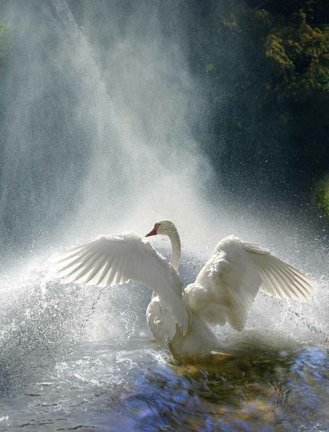 intomymindseye: “ (via Pin by Carmen Hansen Schwitzer on Swans | Pinterest) ” Selena Core Aesthetic, Odile Aesthetic, Dark Ethereal Aesthetic, Beautiful Swan, Water Mist, White Swan, Colorful Birds, Swans, الرسومات اللطيفة