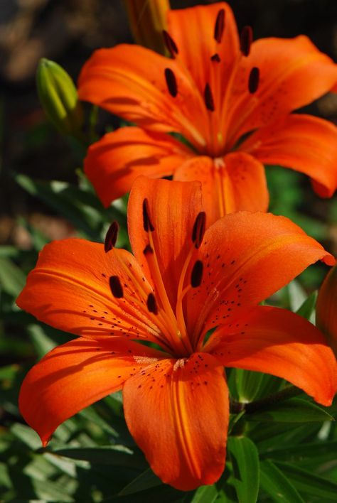 Lilly Flower Photography, Flower Lilly, Lilly Colors, Lily Reference, Tiger Lily Reference, Pictures Of Lilies, Tiger Lillies Flowers, Lily Asethic, Orange Lilly