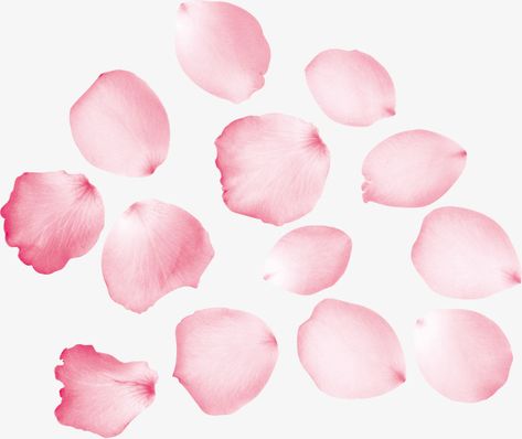 Sakura Petals Png, How To Draw Petals, Flower Petals Drawing, Petals Drawing, Pink Flower Petals, Sakura Petals, Pink Rose Petals, Landscape Pencil Drawings, Flower Pedals