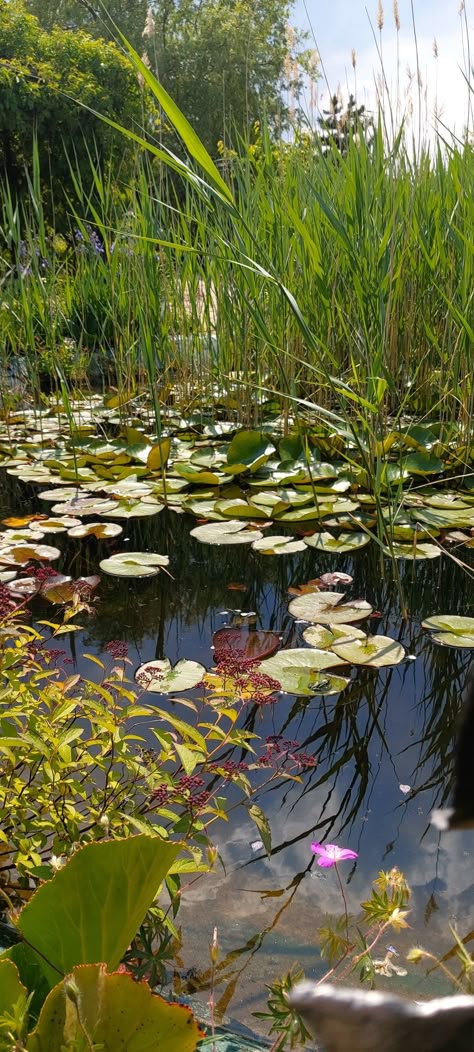 Frog Environment, Pond Diorama, Frog In Pond, Wetland Biome, Frog In A Pond, Turtle Aesthetic, Pond Background, Pond Aesthetic, Lake Core