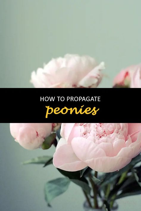 Best Time To Transplant Peonies, How To Press Peonies, Splitting Peonies, How To Propagate Peonies, When To Prune Peonies, How To Transplant Peonies, Replanting Peonies, Saving Peony Buds, Propagating Peonies