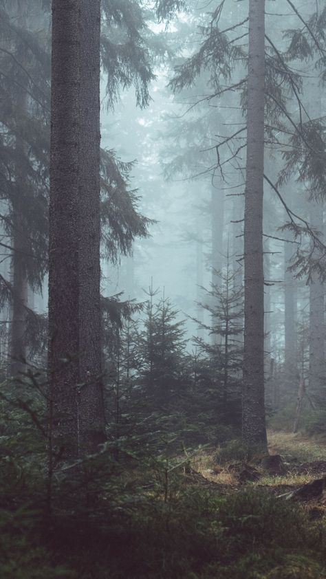 Misty Forest Wallpaper, Forest Wallpaper Iphone, Tree Wallpaper Iphone, Secret Forest, Linen Chest, Evergreen Forest, Foggy Forest, Whatsapp Wallpaper, Misty Forest