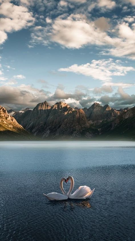 Vietnam Travel Photography, Swan Wallpaper, Turtle Sea, Hoi An Vietnam, Nordland, Pretty Landscapes, Decoration Photo, Yellow Walls, White Swan