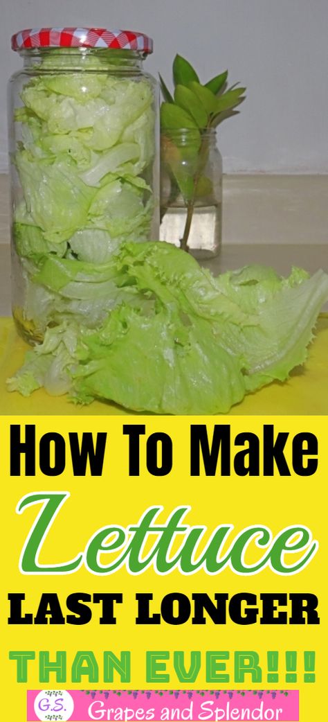 How To Save Lettuce In Fridge, How To Prep Lettuce How To Store, How To Save Lettuce, Storing Iceberg Lettuce In Fridge, How To Crisp Lettuce, How To Keep Bagged Lettuce Fresh Longer, How To Store Iceberg Lettuce, How To Preserve Lettuce In The Fridge, Best Way To Keep Lettuce Fresh