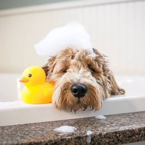 Bubble Bath Photography, Funny Looking Dogs, Relaxing Bubble Bath, Pet Advertising, Pet Branding, Bath Photography, Pet Spa, Dog Salon, Dog Photoshoot