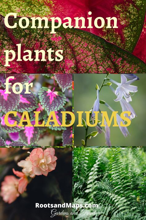 Caladiums In Containers, Caladium And Fern Planter, Caladiums In Pots Front Porches, Caladium Planter Ideas, Caladiums Landscaping, Caladium Container Ideas, Caladiums In Pots, Impatient Flowers, Coleus Containers