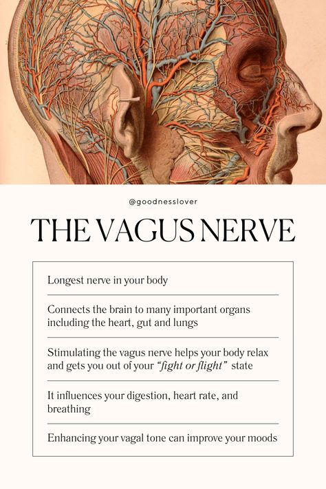 Thoughts Emotions Actions, Vagus Nerve Ice Therapy, The Nervous System Diagram, Ways To Stimulate Vagus Nerve, Nervous System Breathing, Dorsal Vagus Nerve, Resetting Your Vagus Nerve, What Is The Vagus Nerve, Food For Nervous System