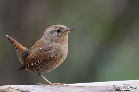 Winter Wren, House Wren, Real Birds, Brown Birds, Wren Bird, Feathers Pattern, Easy Bird, Saint Stephen, British Birds