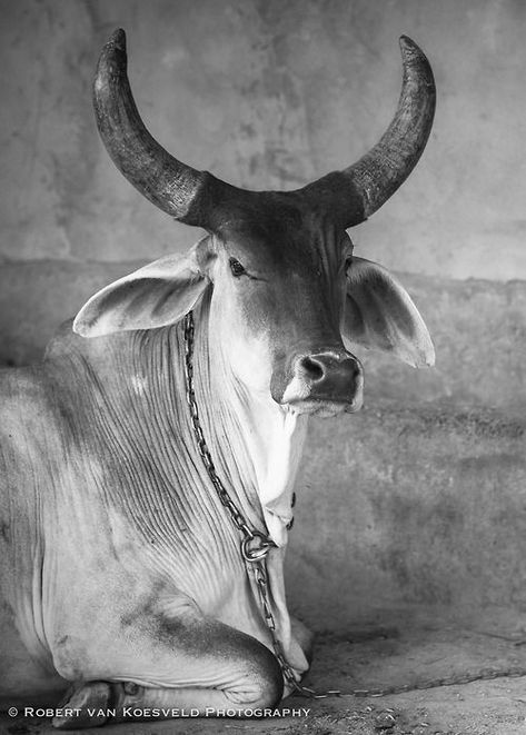 Brahma Cow, Sacred Cow, Cow Photography, Bull Cow, Cattle Breeds, Cow Pictures, Food Vegan, Cow Calf, Holy Cow