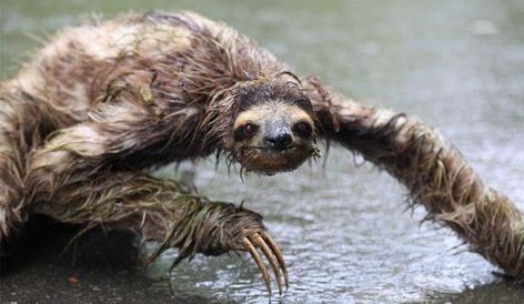 22 Cute Animals That Look Terrifying When They're Soaking Wet Wet Sloth, Funny Animal Facts, Sloth Meme, Funny Wild Animals, Funny Koala, Baby Sloth, Cute Sloth, Animal Facts, Funny Animal Memes