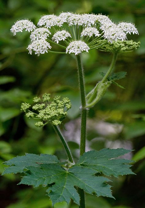 Cow Parsnip, Scottish Flowers, British Wild Flowers, California Wildflowers, Wildflowers Photography, Thistle Design, Wild Flower Meadow, Balcony Plants, Thistle Flower