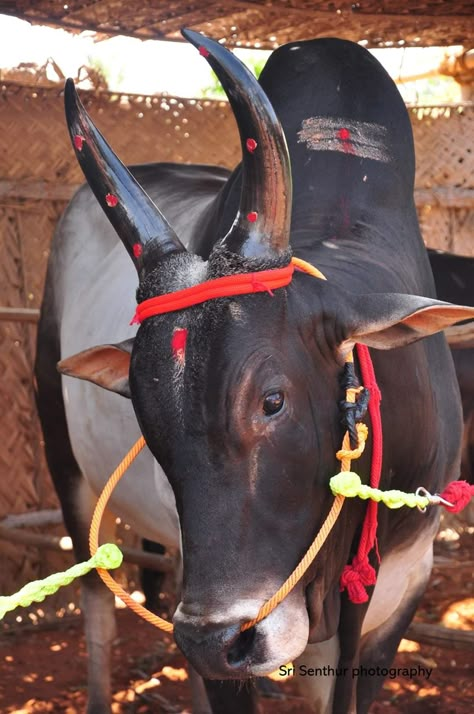 Jallikattu Photos Hd, Jallikattu Bull Images, Jallikattu Images Background, Kangayam Bull Images, Jallikattu Kaalai Hd Images, Kangayam Bull, Jallikattu Images, Indian Bull Images, Belarus Flag