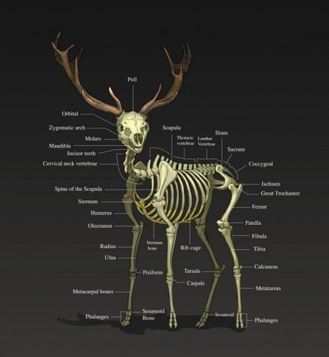 Deer Organs Diagram Skeleton Head Drawing, Vet Science, Deer Skeleton, Anatomy Bones, Deer Drawing, Deer Photos, Animal Skeletons, Head Drawing, Skeleton Head