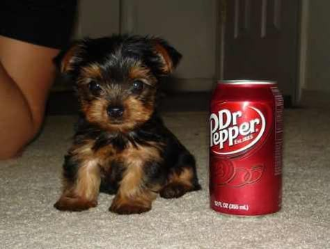 cute puppy Tiny Objects, Teacup Yorkie, Tiny Puppies, Teacup Puppies, Yorkie Puppy, Dr Pepper, Cane Corso, Sweet Animals, Cute Pets