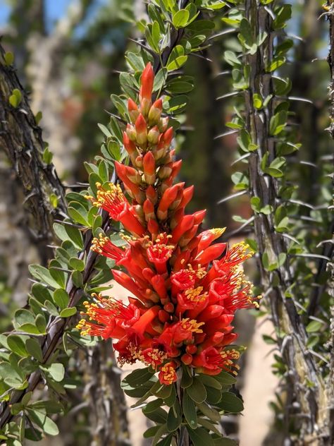 Ocotillo Cactus, Ocotillo Plant, Desert Mural, Flower Reference, Painting References, Cactus Art, Big Bend, Interesting Stuff, Tattoo Inspo