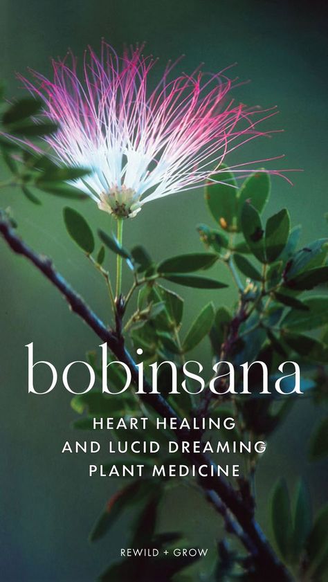 Bobinsana (Calliandra angustifolia) is a powerful plant medicine native to the Amazon basin known for inducing vivid lucid dreams and healing matters of the heart. The medicine works deeply in the dream realms to bring healing, insights, and realizations about one’s life. Sacred Plant Medicine, Plant Medicine Aesthetic, Bobinsana Flower, Lucid Dream Herbs, Aboriginal Food, Witches Potions, Pinterest Plant, Magical Plants, Plants Aesthetic