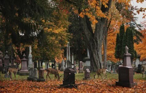 Midwest Gothic, Old Cemeteries, Fall Mood Board, Over The Garden Wall, Spooky Szn, Halloween Vibes, Fall Feels, Season Of The Witch, Halloween Autumn