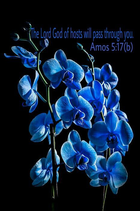 Amos 5:17(b) Tiffany Blue Weddings, Flowers Black Background, Orchid Varieties, Blue Wedding Flowers, Blue Orchids, Beautiful Orchids, Orchid Flower, All Flowers, Beautiful Blooms