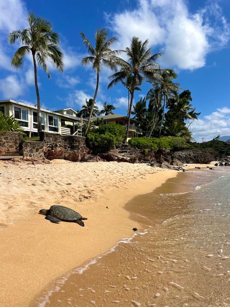 Oahu Hawaii beach days with turtles on the North Shore Hawaii Turtles, Hawaii Vision Board, Wallpapers Scenery, Uh Manoa, Hawaii North Shore, Pretty Sights, North Shore Hawaii, Swimming In The Sea, Richard Chamberlain