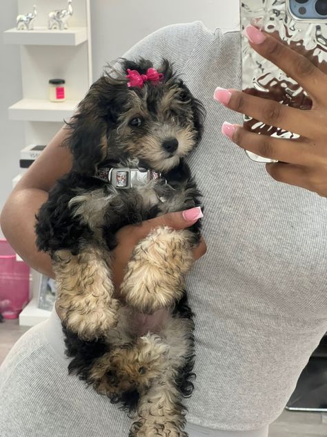 Cute Small Dogs, Puppy Mom, Dog Mommy, Very Cute Puppies, Really Cute Puppies, Super Cute Puppies, Cute Animals Puppies, Pet Mom, Very Cute Dogs