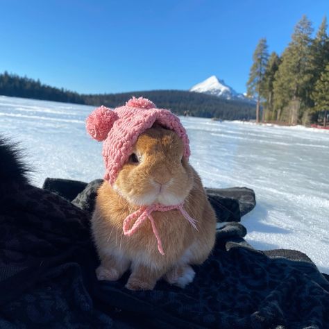 Bunny In The Snow, Cutest Bunny Ever, Cute Bunny Pictures, Pet Bunny, Bunny Pictures, Super Cute Animals, Cute Animals Images, Pet Rabbit