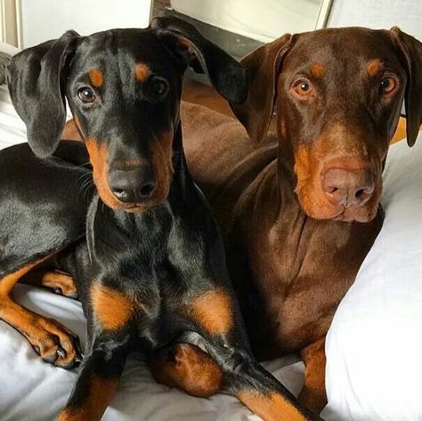 #Doberman #dogs Doberman Without Cropped Ears, Doberman Natural Ears, Doberman Pinscher Puppy, Doberman Love, Doberman Pinscher Dog, Doberman Puppy, Doberman Dogs, Puppies And Kitties, Doberman Pinscher