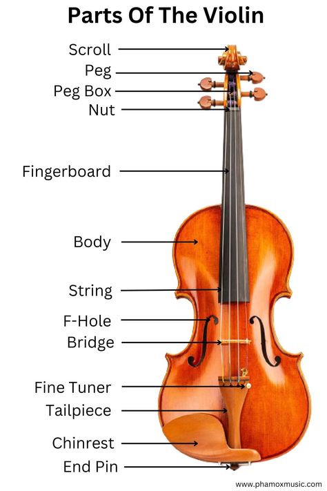 Parts of the violin - Labeled picture of the Violin Violin Notes Easy, Violin Notes For Beginners, Violin Music Theory, Violin Sheet Music For Beginners, Violin Tips For Beginners, Violin Theory, Violin Teaching Ideas, Violin Parts Worksheet, Violin Scales Beginner