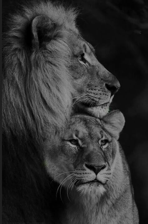 Lion And Lioness Tattoo, Lion Lioness, Lion Couple, Lioness Tattoo, Lion Family, Lion Photography, Lions Photos, Lion And Lioness, Lion Love