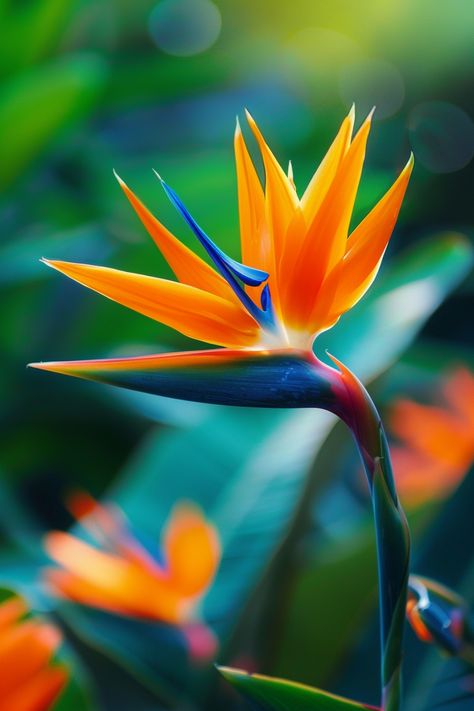 The Bird of Paradise is an exotic flower famed for its striking resemblance to a bird in flight. Its vividly colored blossoms in bright orange and blue make it an outstanding focal point in any garden or indoor space.  Light: Full sun to light shade. Water: Water regularly, allowing soil to dry out between waterings. Soil: Well-draining, fertile soil. Temperature: 65-75°F (18-24°C). Humidity: Moderate to high. Fertilizer: Balanced liquid fertilizer monthly during growing season.This tropical beauty is perfect for adding a splash of color and an exotic touch to landscapes and interior decor. 🐦✨  #tropical #garden #flowers #plantlover Exotic Flowers Tropical, Strelitzia Reginae, Birds Of Paradise Plant, Paradise Bird, Bird Of Paradise Flower, Bird Of Paradise Plant, Paradise Plant, Flower Identification, Birds Of Paradise Flower