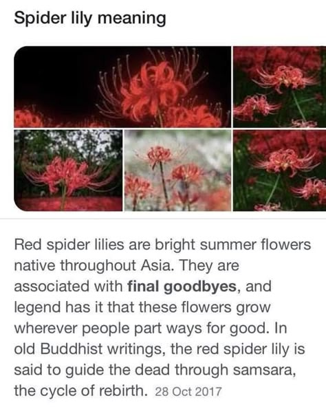 #fax #facts #spidet lily Red Spider Lilies, Spider Lilies, Decor Garden Ideas, Red Spider Lily, Spider Lily, Red Spider, Funny Text Conversations, Flower Meanings, Nothing But Flowers