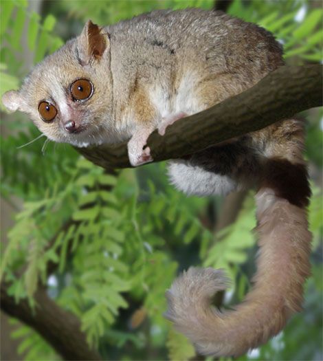 Grey Mouse Lemur | Grey mouse lemur, Lemur, Wild animals pictures