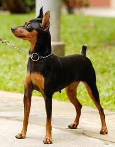 Miniature Doberman Pinscher on Pinterest | Mini Pinscher, Min Pin ... Perro Doberman Pinscher, Miniature Doberman Pinscher, Min Pin Dogs, Mini Pincher, Miniature Doberman, Miniature Pinscher Puppy, Mini Doberman, Miniature Pincher, Doberman Mix