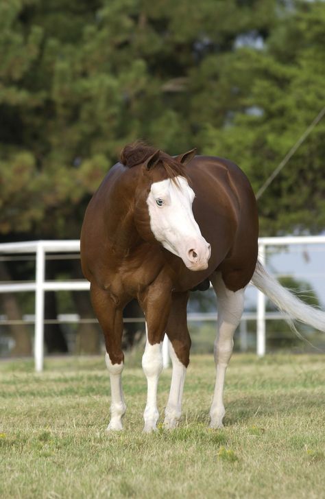 American Quarter Horse, Cutest Thing Ever, Quarter Horse, Beautiful Horses, Color Me, Witch, Horses, Animals, Quick Saves