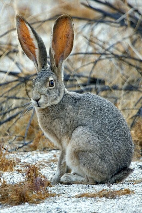 Cumbria England, Rabbit Pictures, Beautiful Rabbit, Wild Rabbit, Jack Rabbit, Rabbit Art, Woodland Creatures, Animal Photo, Woodland Animals