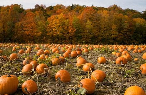 Pumpkin field & trees in autumn color, near Toronto, Ontario ... Diy Halloween Party Games, Pumpkin Patch Kids, Pumpkin Patch Party, Diy Halloween Party, Pumpkin Field, Best Pumpkin Patches, Pumpkin Patch Sign, The O.c., Fall Art Projects