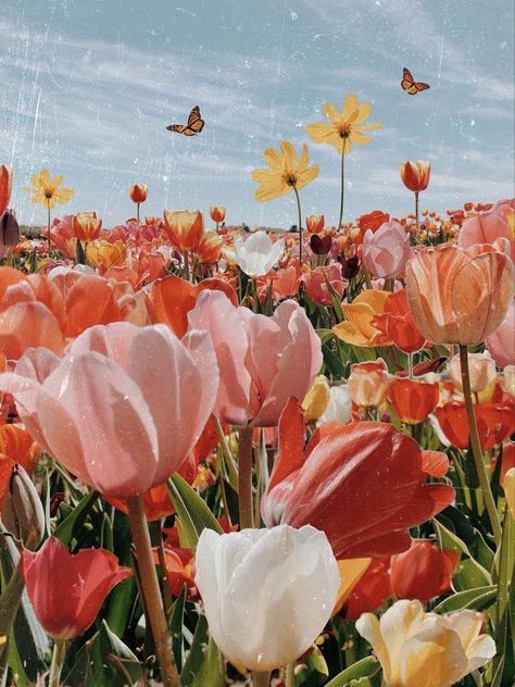 11:11 on Twitter: "… " Rose Wallpaper Iphone, Field Full Of Flowers, Flor Iphone Wallpaper, Foto Muro Collage, Tulip Season, Collage Mural, Wallpaper Flower, Wallpaper Tumblr, Spring Wallpaper