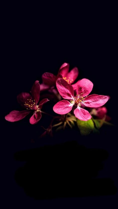 Flowers Photography Wallpaper, Dark Flowers, Flowers Wallpapers, Flower Background Wallpaper, Beautiful Flowers Wallpapers, Flower Background, Flower Phone Wallpaper, Photography Wallpaper, Exotic Flowers